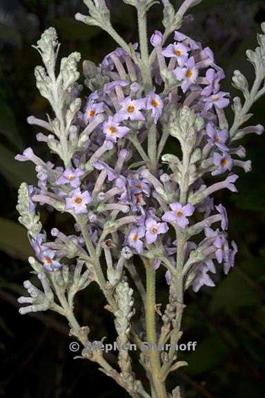 buddleja officinalis 1 graphic